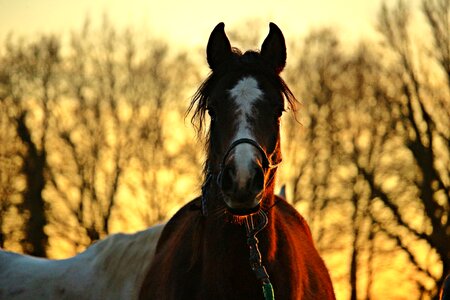 Thoroughbred arabian abendstimmung dusk