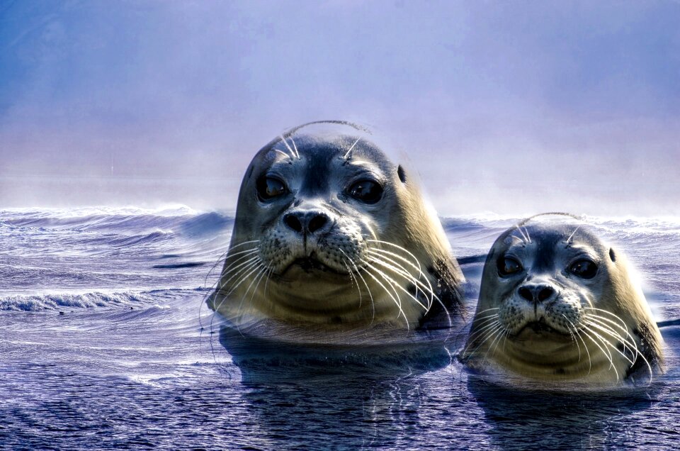 North sea wild animal threatened
