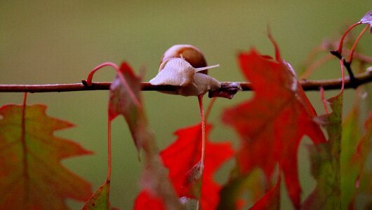 Autumn rain nature photo