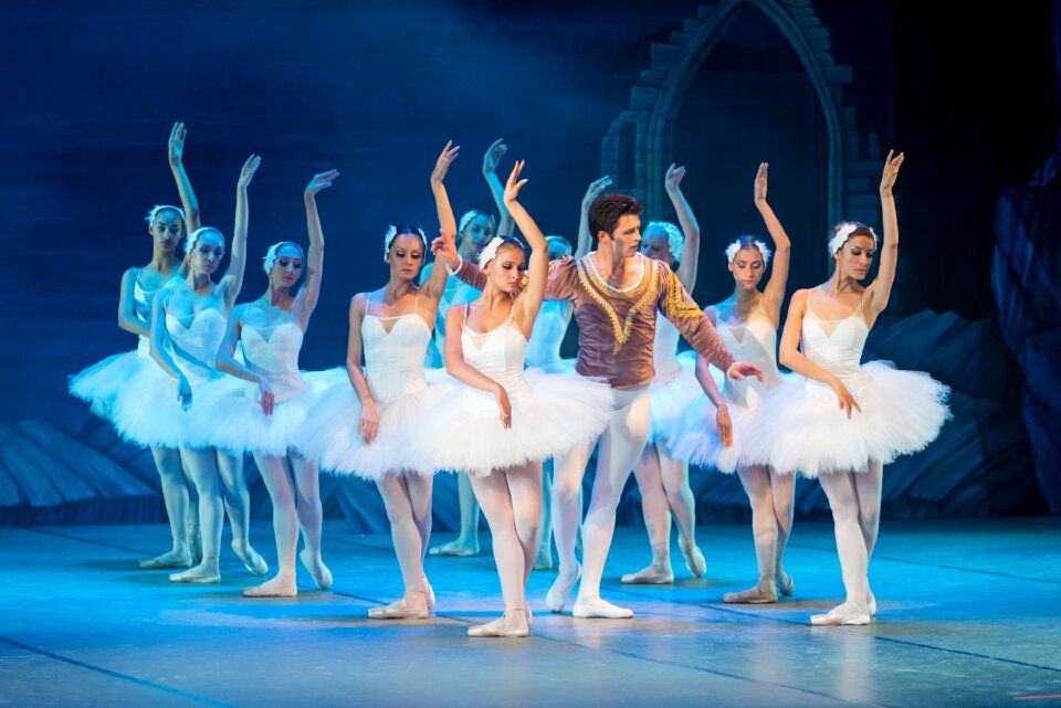 Dance swan elegance