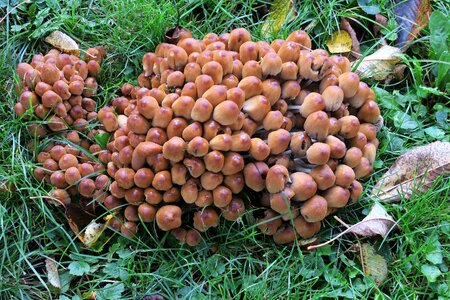 Mushroom braid toxic autumn photo