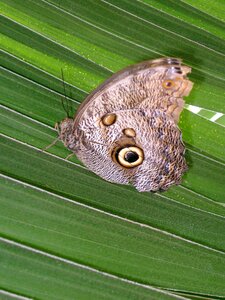 Nature garden insect