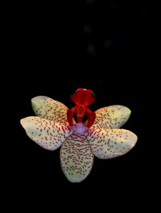 Flower ballerina plant