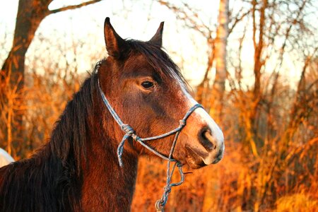Brown mold horse head pasture