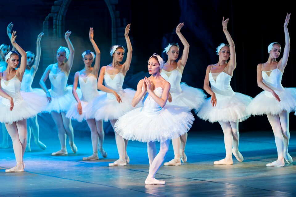 Dance swan elegance