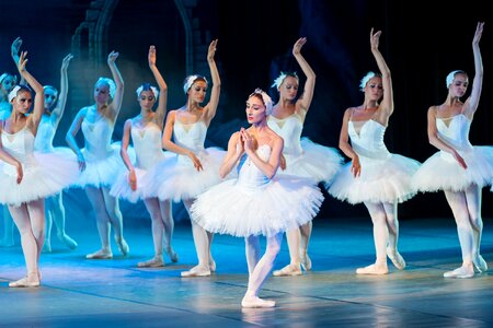 Dance swan elegance