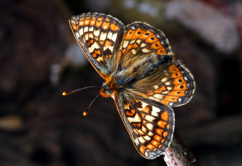 Insect nature lepidoptera