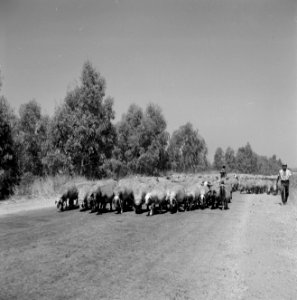 Schaapskudde met een herder in een landschap met bomen, Bestanddeelnr 255-4621 photo