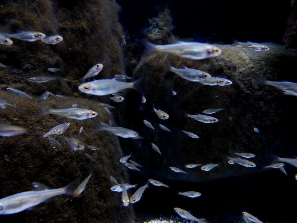 Scardinius-erythrophthaimus-1