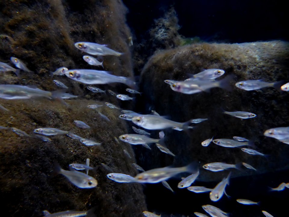 Scardinius-erythrophthaimus-2