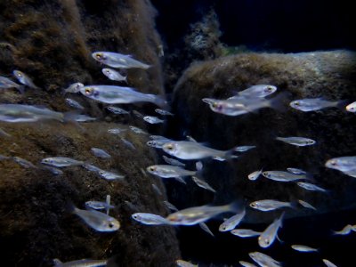 Scardinius-erythrophthaimus-2