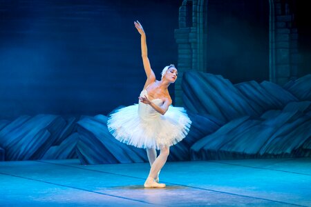 Dance swan elegance