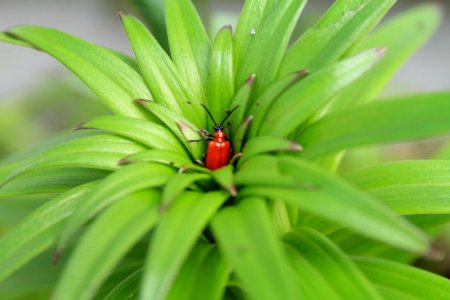 Scarlet lily beetle (Lilioceris lilii) photo