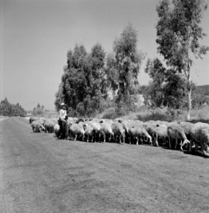 Schaapskudde met een herder in een landschap met bomen, Bestanddeelnr 255-4620