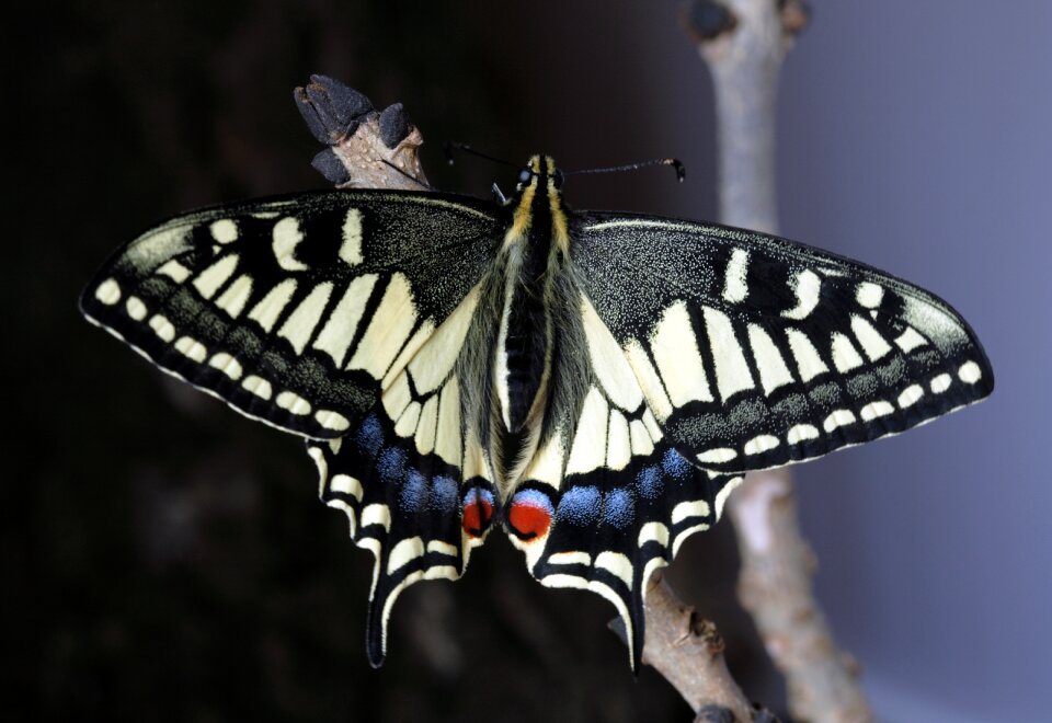 Nature outdoors swallowtail