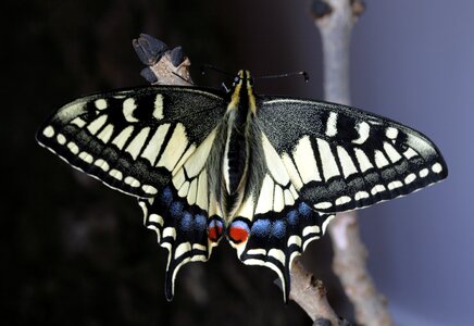 Nature outdoors swallowtail photo