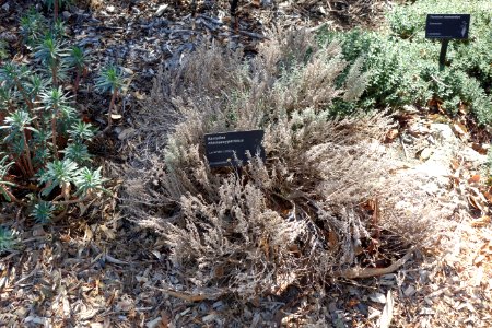 Santolina chamaecyparissus - Leaning Pine Arboretum - DSC05725