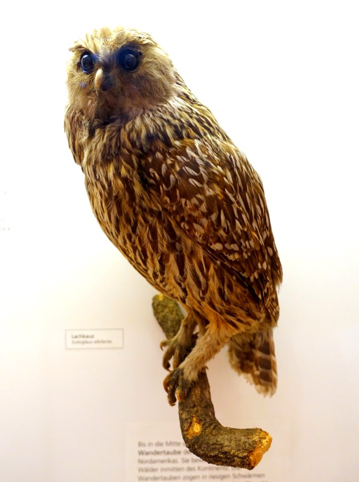 Sceloglaux albifacies - Naturhistorisches Museum, Braunschweig, Germany - DSC05196