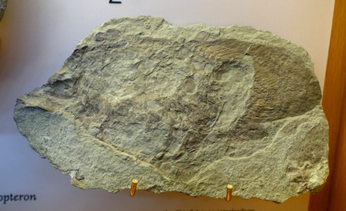 Scaumenacia, split nodule, part 2 of 2 - Redpath Museum - McGill University - Montreal, Canada - DSC07991