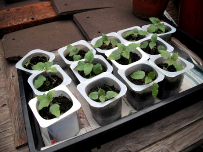 ScarletSageYogurtPots
