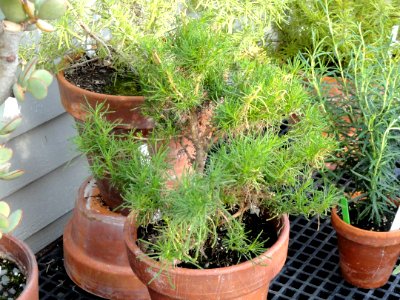 Santolina rosmarinifolia - Talcott Greenhouse - Mount Holyoke College - DSC04541