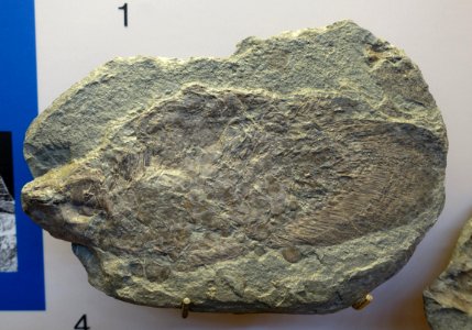 Scaumenacia, split nodule, part 1 of 2 - Redpath Museum - McGill University - Montreal, Canada - DSC07989