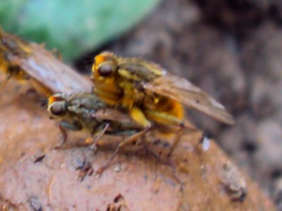 Scathophaga stercorari Podkomorské lesy