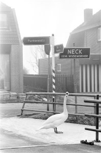 Schaatsplezier in Noord Holland zwaan bij ANWB wegwijzer, Bestanddeelnr 930-6246