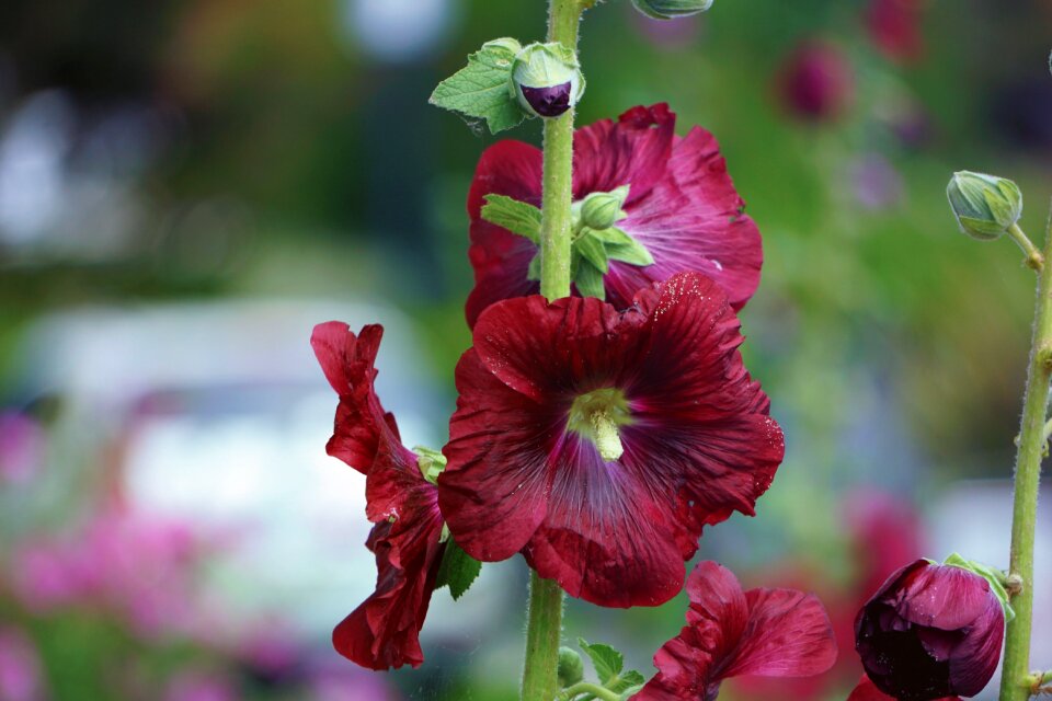 Nature brightly colored garden