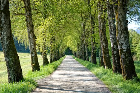 Birch away road photo