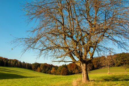 Nature landscape orchard