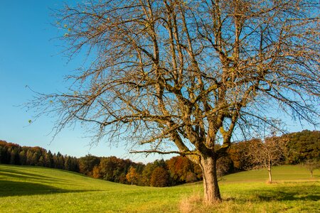 Nature landscape orchard photo