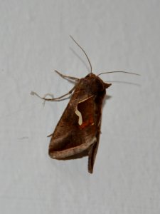 Schafgarben-Silbereule Macdunnoughia confusa (2)