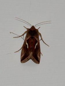 Schafgarben-Silbereule Macdunnoughia confusa