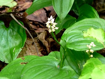 Schattenblümchen Bärnzell