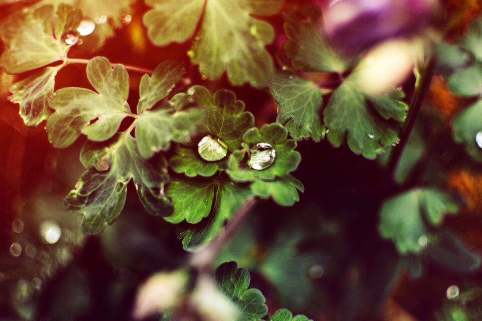 Texture color leaves
