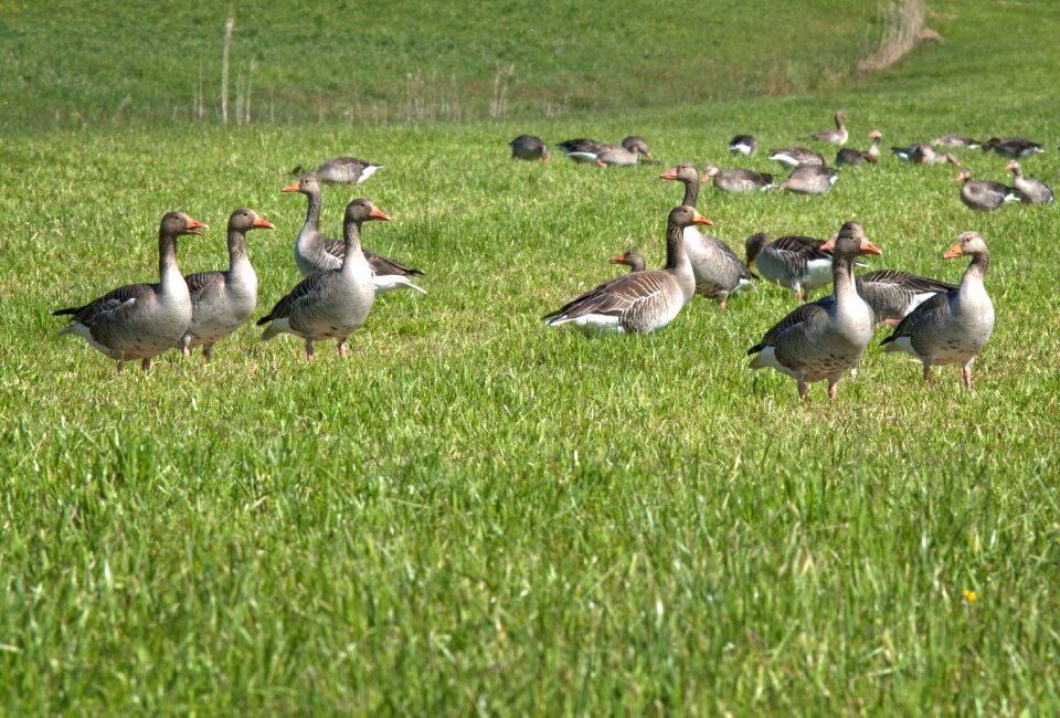 Geese migratory birds animal