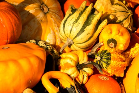 Orange harvest thanksgiving photo