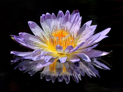 Flower hd wallpaper nature