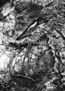 Schade, hogere planten, zwammen, armillaria mellea, rizomorphen, Bestanddeelnr 194-1284