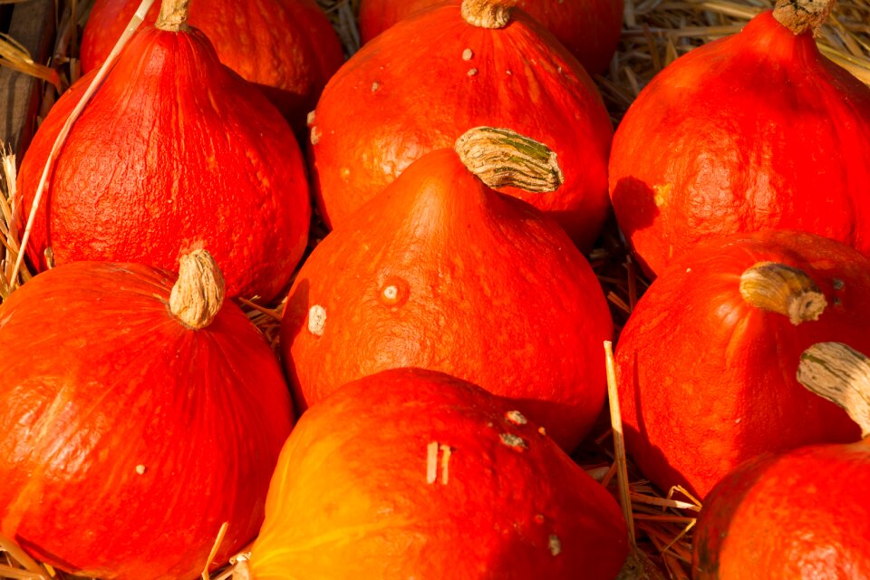 Orange dare crop