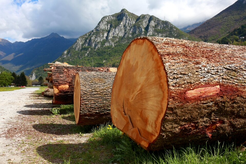 Bark plant wood