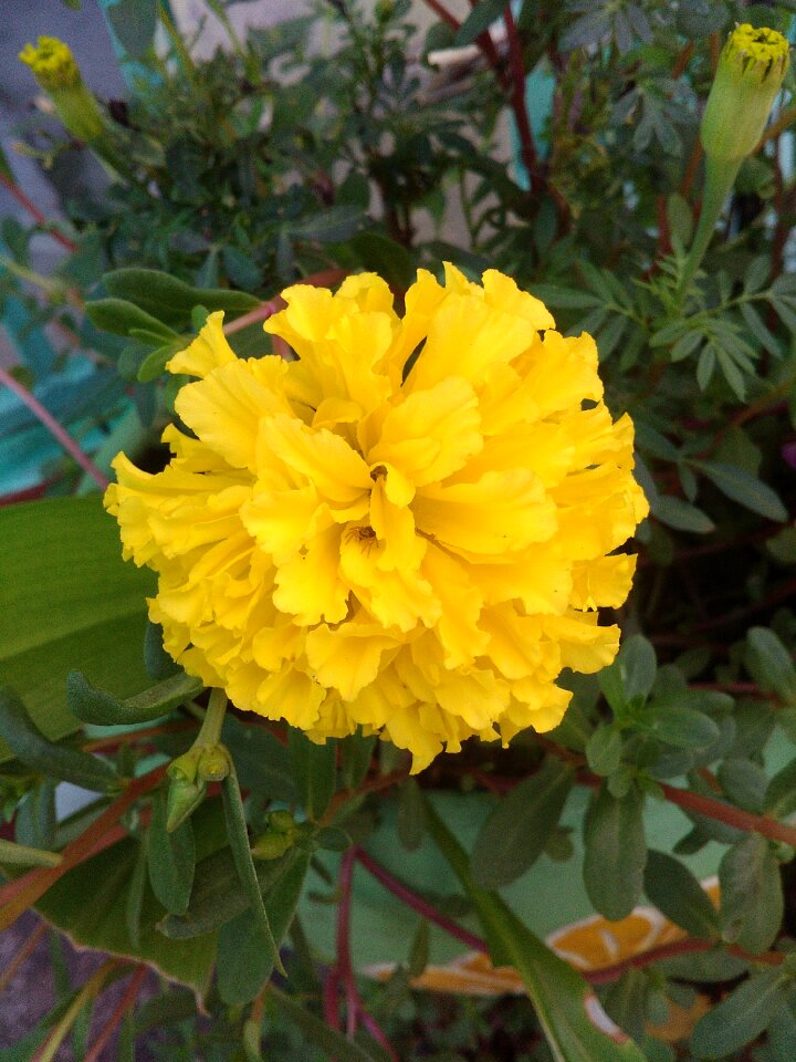 Marigold flower yellow nature