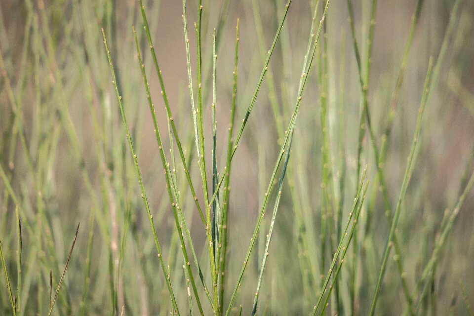 Heide toxic broom shrub
