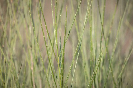 Heide toxic broom shrub
