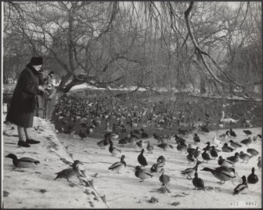 Schaatsers, vijvers, ijs, winters, eenden, Bestanddeelnr 073-0087