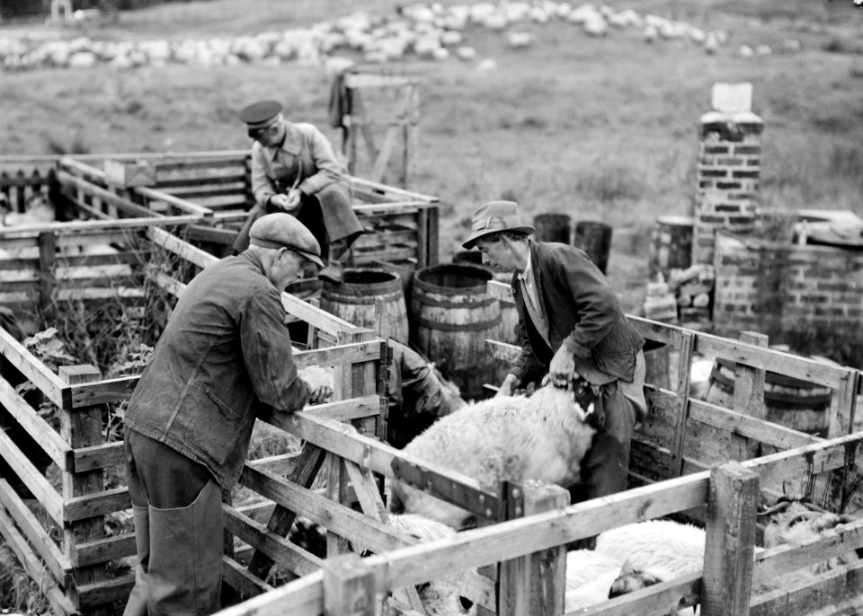 Schapen worden geselecteerd en in verschillende hokken opgeborgen, Bestanddeelnr 255-8808