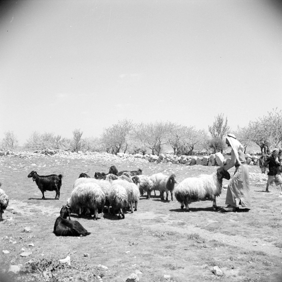Schapen buiten Bethlehem, Bestanddeelnr 255-5468