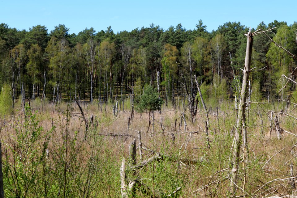 Schanske Luch 2021-05-09 06