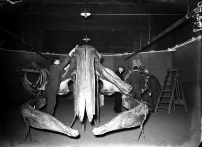 Schedel van een walvis, Bestanddeelnr 901-9980